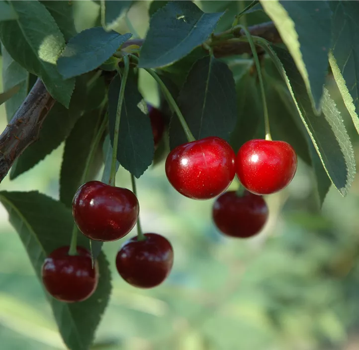 Zwergsüßkirsche 'Roter Zwerg'