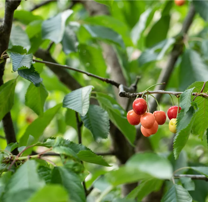 Zwergsauerkirsche 'Piemont'