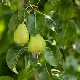 Pyrus communis Sweety