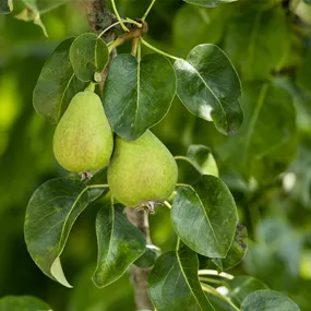 Pyrus communis Sweety