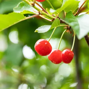 Prunus cerasus Piemont