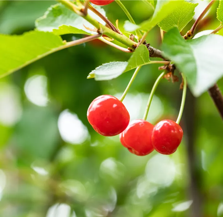 Zwergsauerkirsche 'Piemont'