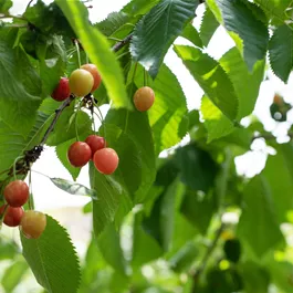 Prunus cerasus Säule