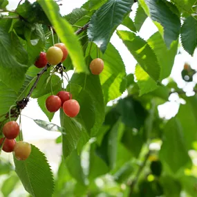 Prunus cerasus Säule