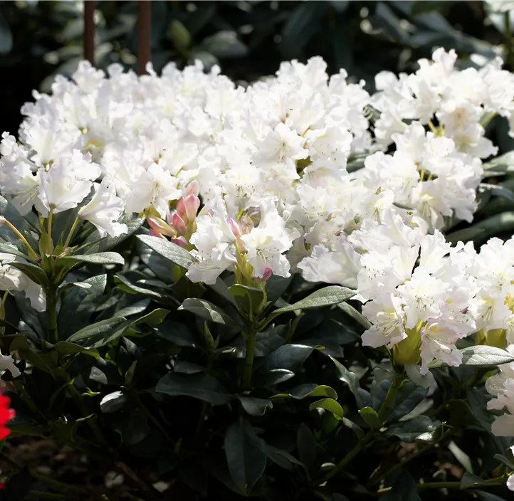 Rhododendron 'Cunningham's White'