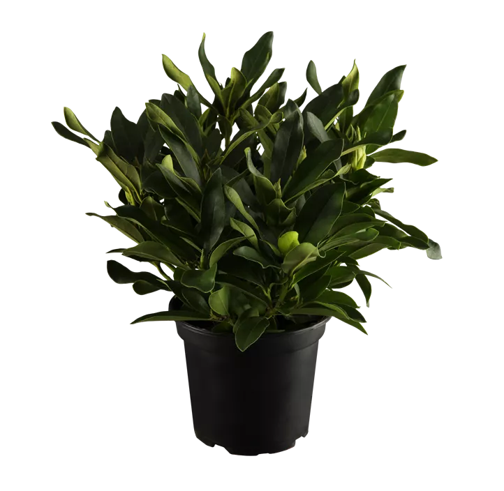 Rhododendron 'Cunningham's White'