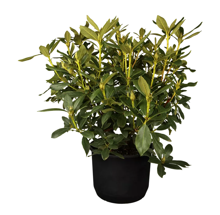 Rhododendron 'Cunningham's White'