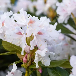 Rhododendron Cunninghams White