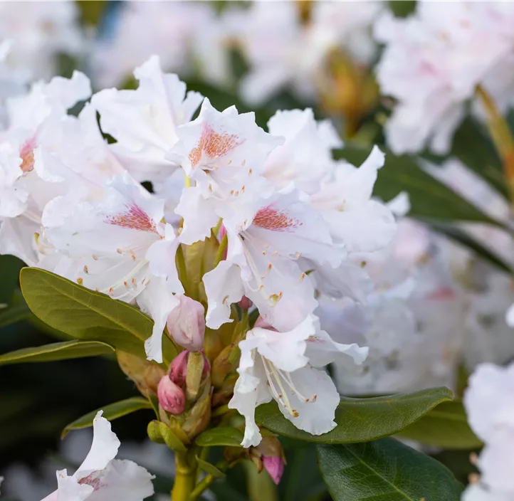 Rhododendron 'Cunningham's White'