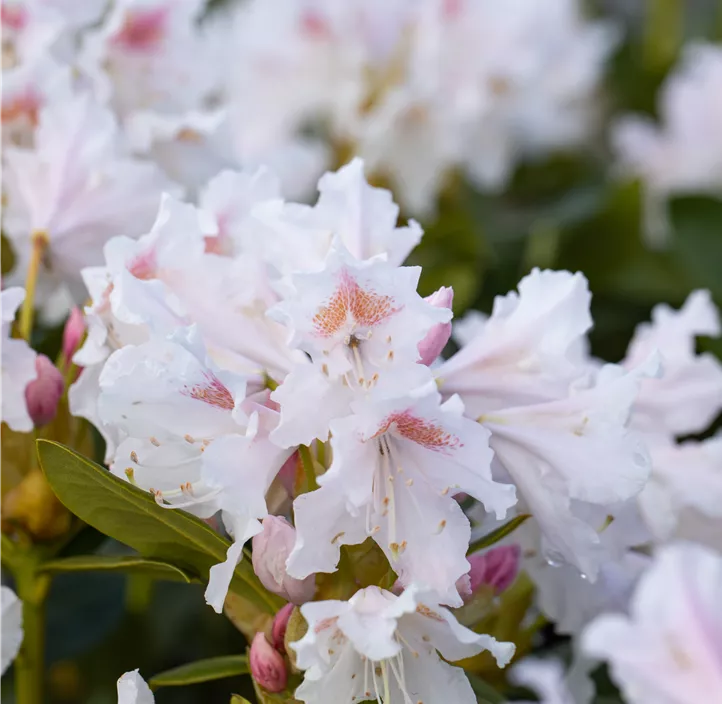 Rhododendron 'Cunningham's White'