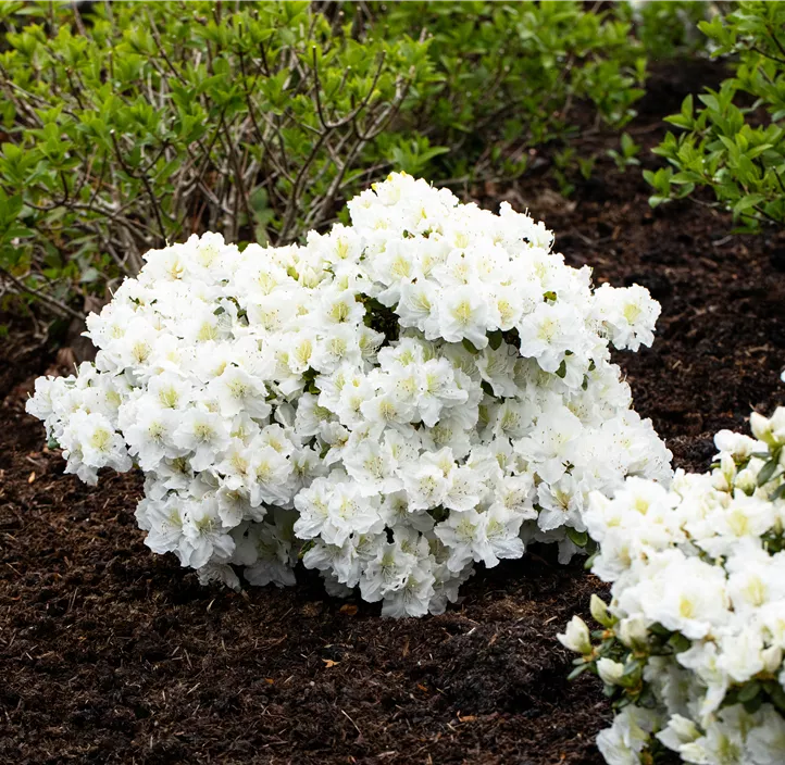 Rhododendron 'Cunningham's White'