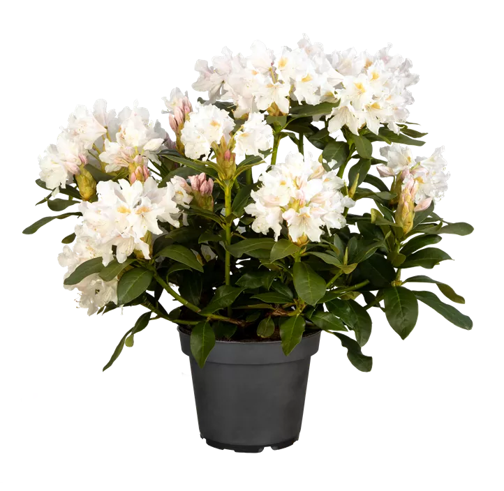 Rhododendron 'Cunningham's White'