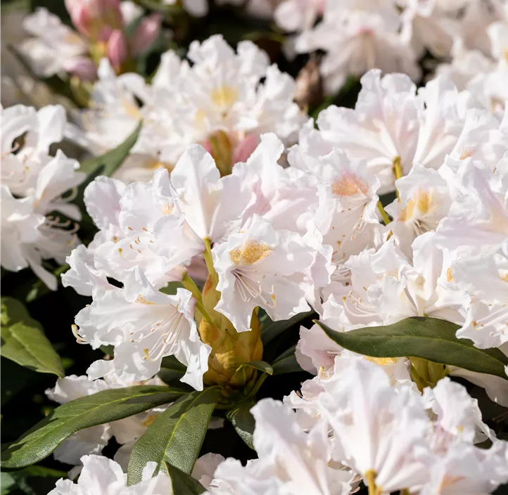 Rhododendron 'Cunningham's White'