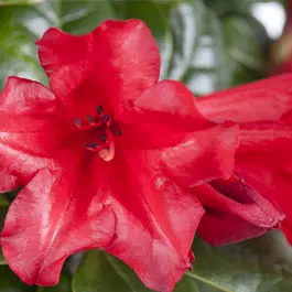 Rhododendron Hybride 'Elizabeth Red' sense