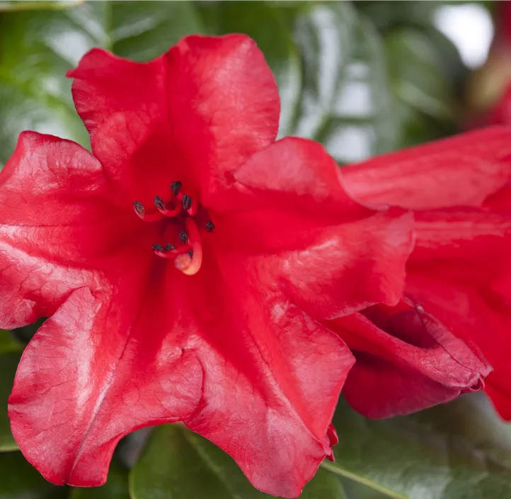 Rhododendron 'Elizabeth Red'