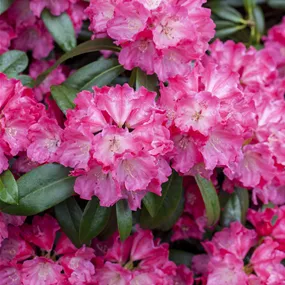 Rhododendron Germania