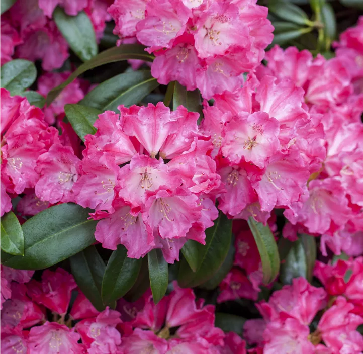 Rhododendron-Hybride 'Germania'®