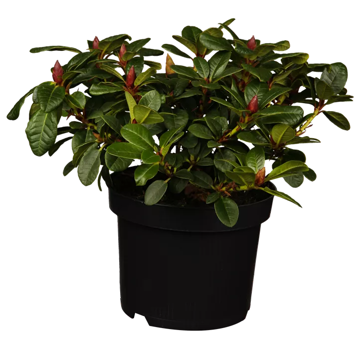 Zwergrhododendron 'Scarlet Wonder'