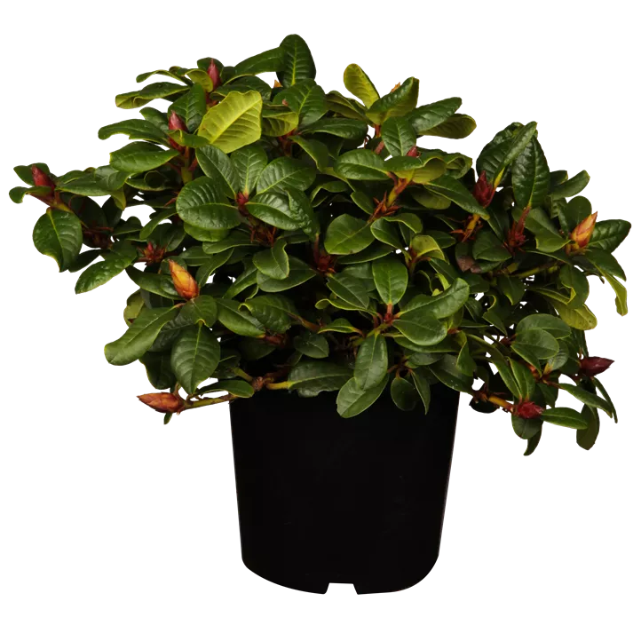 Zwergrhododendron 'Scarlet Wonder'