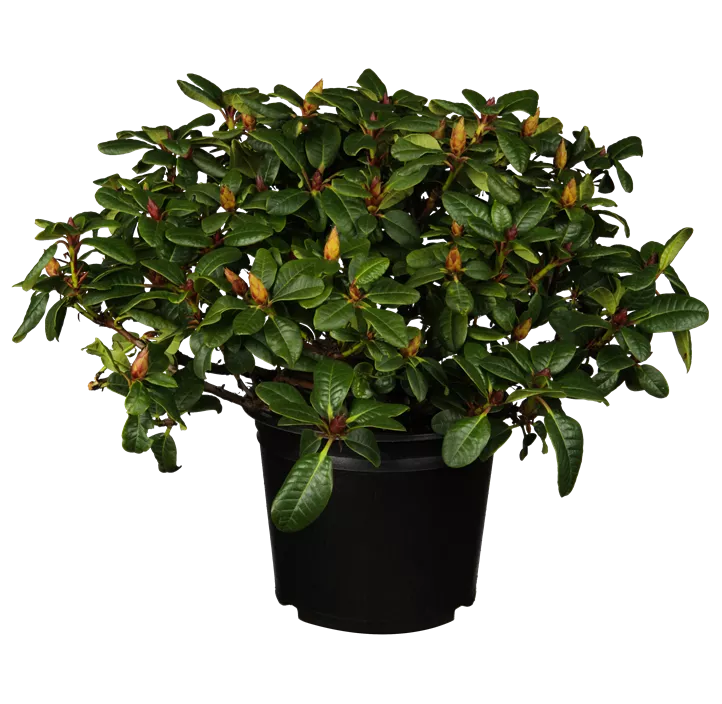 Zwergrhododendron 'Scarlet Wonder'