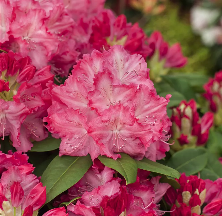 Rhododendron-Hybride 'Germania'®