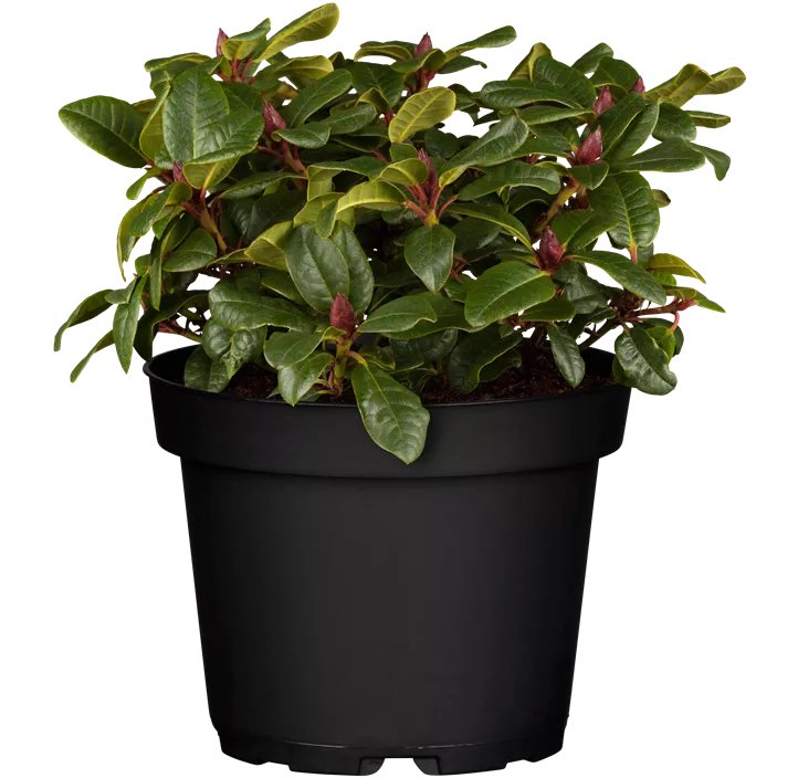 Zwergrhododendron 'Scarlet Wonder'