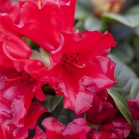 Rhododendron repens Scarlet Wonder