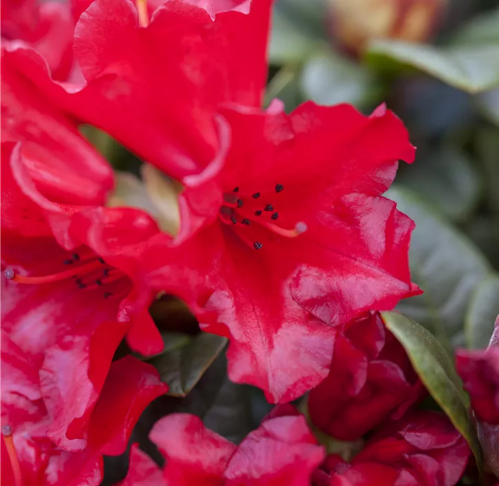 Zwergrhododendron 'Scarlet Wonder'