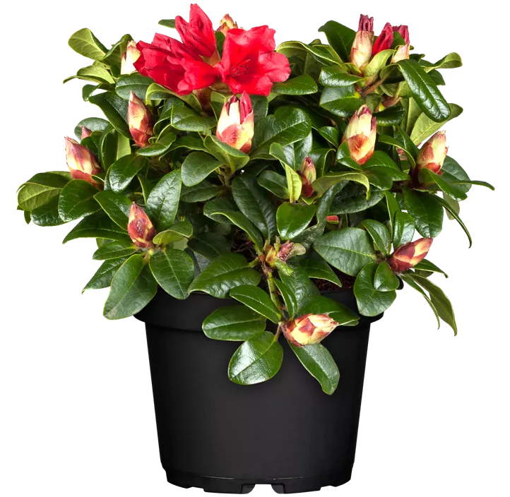 Zwergrhododendron 'Scarlet Wonder'