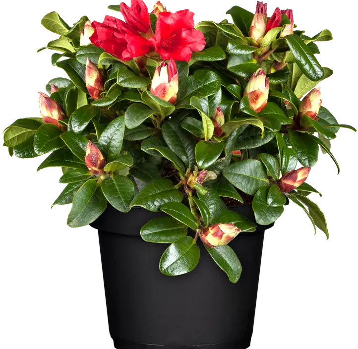 Zwergrhododendron 'Scarlet Wonder'