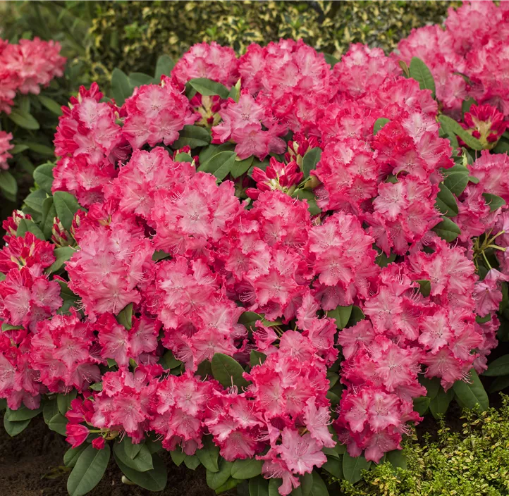 Rhododendron-Hybride 'Germania'®