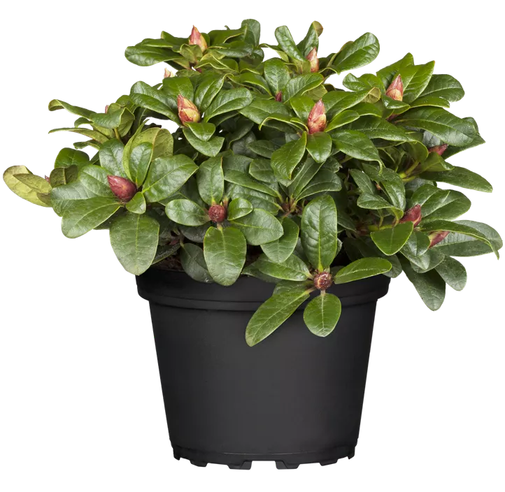 Zwergrhododendron 'Scarlet Wonder'