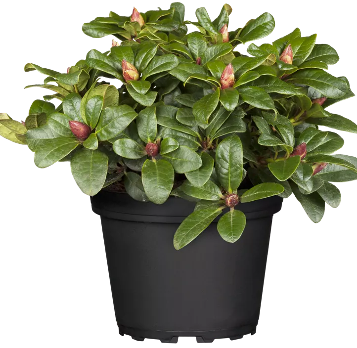 Zwergrhododendron 'Scarlet Wonder'