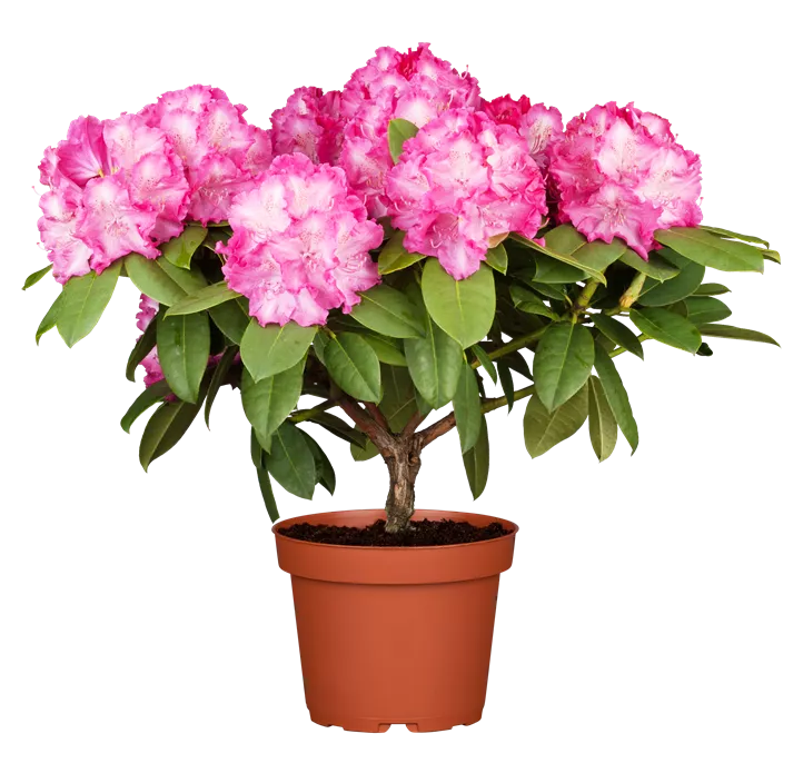 Rhododendron-Hybride 'Germania'®