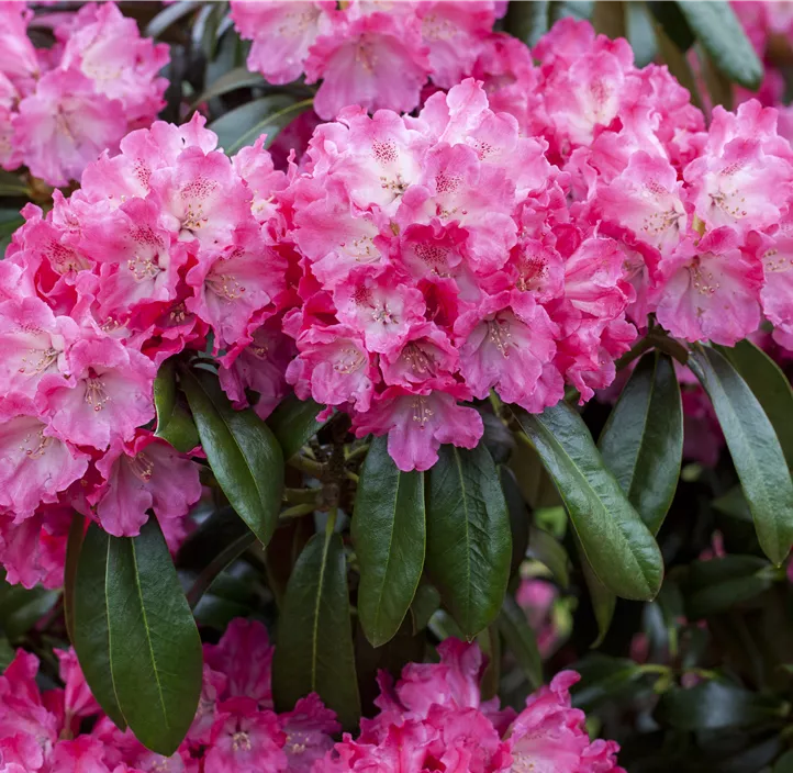 Rhododendron-Hybride 'Germania'®