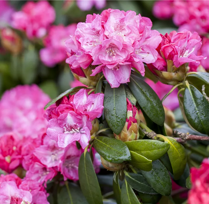 Rhododendron-Hybride 'Germania'®