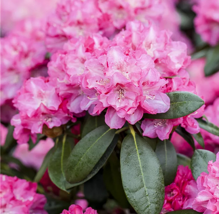 Rhododendron-Hybride 'Germania'®