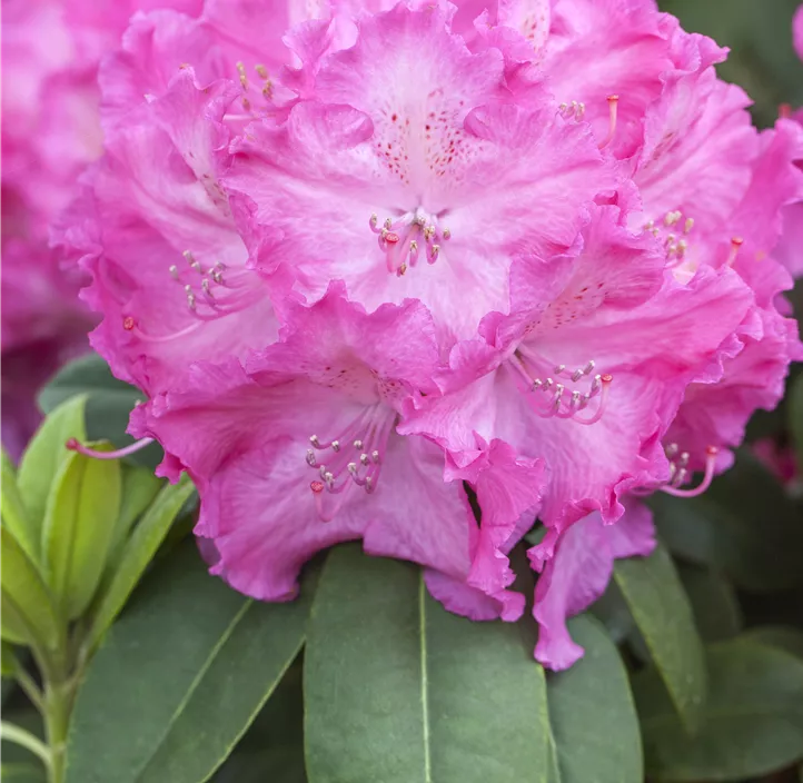Rhododendron-Hybride 'Germania'®