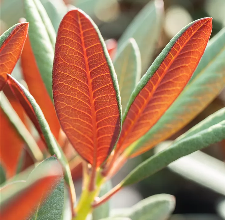 Rhododendron 'Wine & Roses'®