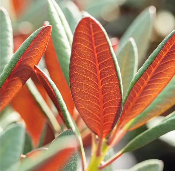 Rhododendron 'Wine & Roses'®