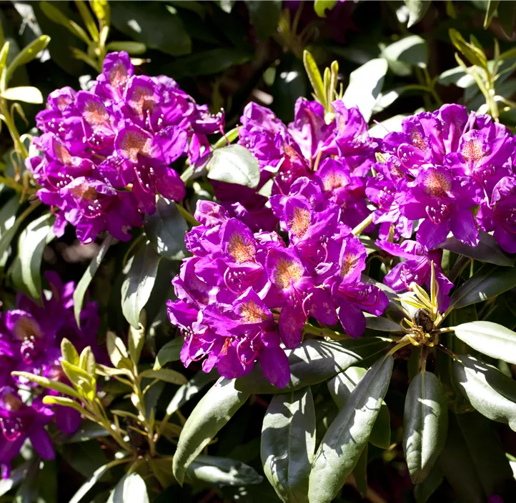 Rhododendron-Hybride 'Marcel Menard'