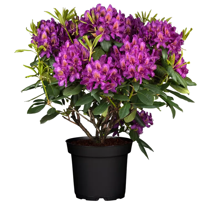 Rhododendron-Hybride 'Marcel Menard'
