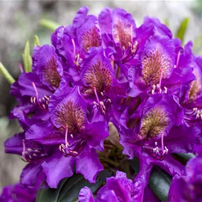 Rhododendron Marcel Menard
