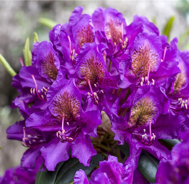 Rhododendron-Hybride 'Marcel Menard'