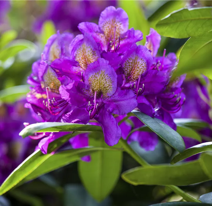 Rhododendron-Hybride 'Marcel Menard'