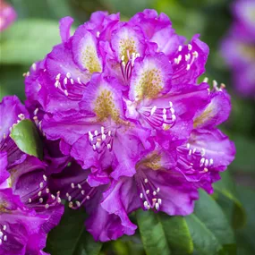 Rhododendron hybride Marcel Menard