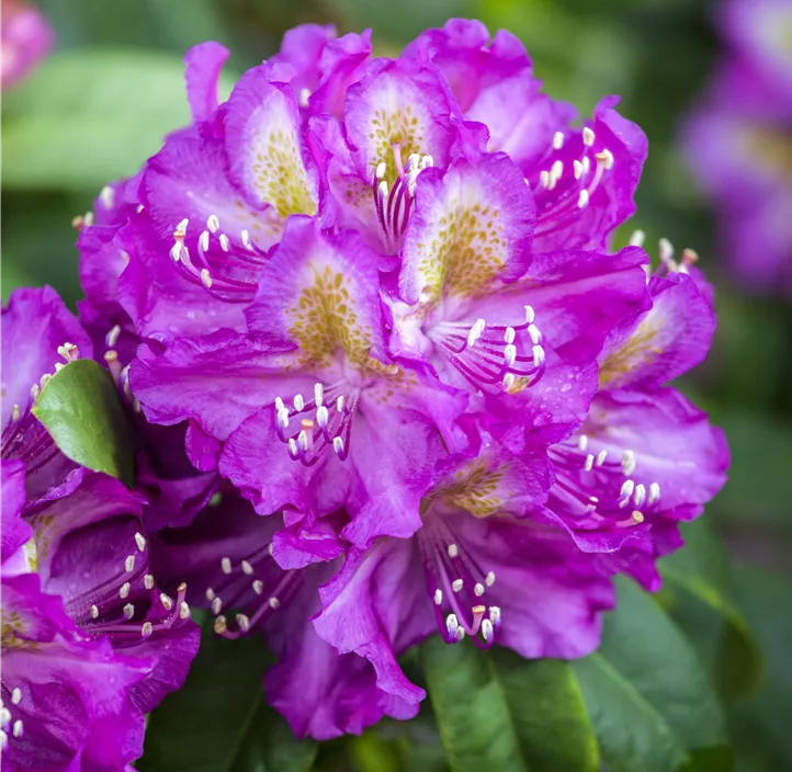 Rhododendron-Hybride 'Marcel Menard'