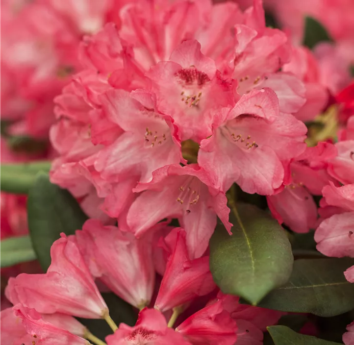 Yaku-Rhododendron 'Sneezy'