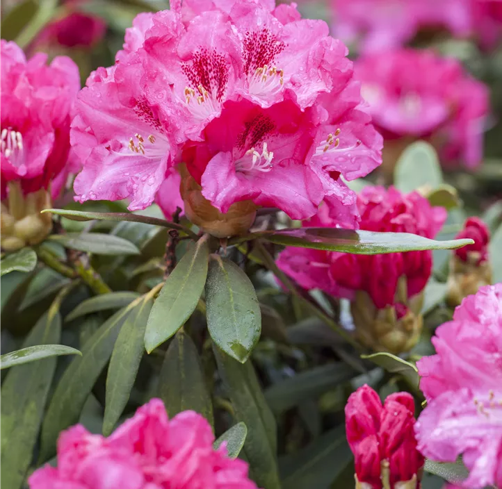 Yaku-Rhododendron 'Sneezy'