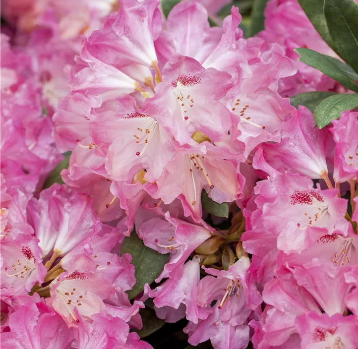 Yaku-Rhododendron 'Sneezy'